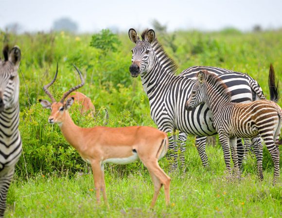 Full-Day Arusha National Park Safari