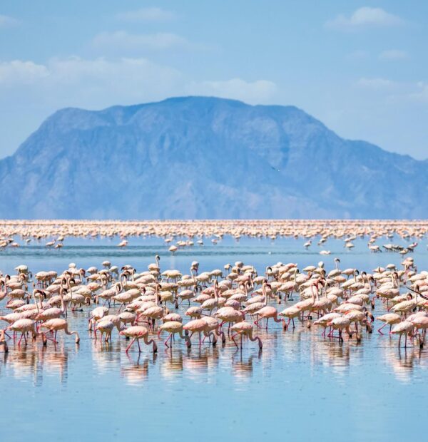 lake-natron-flamingos-mountain