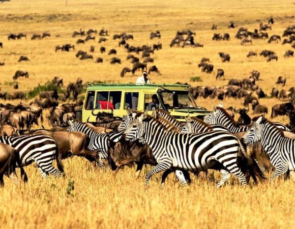 What to expect on a safari in Tanzania?